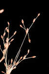 Capillary hairsedge